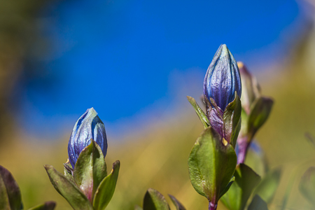 Mountain Bog Gentian Blooming in The Enchantments