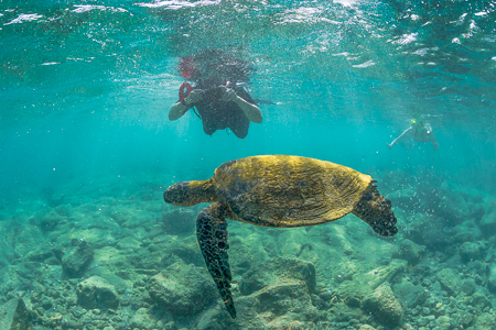 Pacific Green Sea Turtle and Snorkeler Swimming off the Big Isla